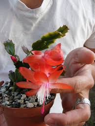 Schlumbergera zygocactus christmas cactus de navidad planta 3 x esqueje. Variegated Christmas Cactus Schlumbergera Orange Color Christmas Cactus Plant Seedlings Orange Color