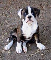 Though they need to be trained as puppies to learn how to socialize well with other dogs and animals, once you're past the training stage, they will prove to be a great friend to their owners. Nkc American Bulldog Puppy Looking For Loving Home For The Holidays Dark Brindle Female Born 8 3 11 American Bulldog Puppies American Bulldog Bulldog Puppies