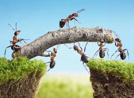 Vous En Avez Assez Des Moustiques Qui Viennent Vous Devorer La Nuit Heureusement Cette Astuce De Grand Mere Va Vous Aide Fourmis Proverbe Contre Les Fourmis