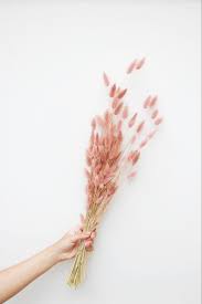 Pink Bunny Tails Dried Flowers Aphrodite Goddess Aphrodite Aesthetic