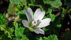 What Flower Is This How To Instantly Identify Flowers