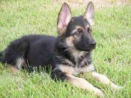 But, don't be too excited yet. German Shepherd Puppies For Sale Near Me Craigslist