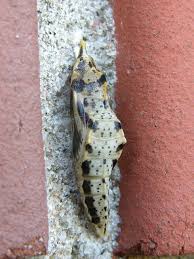 Image result for Pieris napi