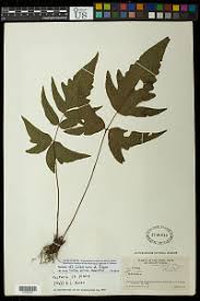 Image result for Tectaria fernandensis