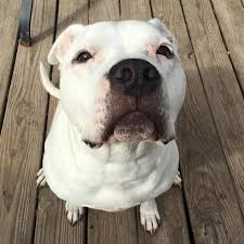 I wouldn't say usually but white dogs can be prone to deafness, and it does not develop they are born with it. Reggie The Deaf Pit Bull Home Facebook