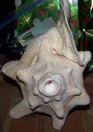In russian but with english subtitles.contact instrument's maker. Make Your Own Conch Horn James Boldin S Horn World