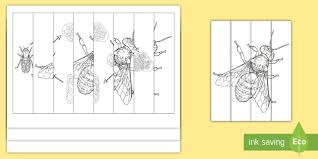 Check spelling or type a new query. Bee Life Cycle Agamographs Colouring Pages Teacher Made
