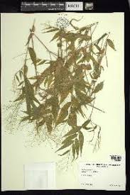 Image result for Panicum trichoides