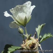 Image result for Monsonia glauca