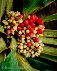 Image result for Palisota schweinfurthii