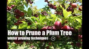 Wait until pruning is optimal. How To Prune A Plum Tree Youtube
