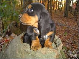 Black And Tan Hound Dog Puppies Coonhound Basset Hound Puppy Basset Puppies Basset Hound Puppy Hound Puppies