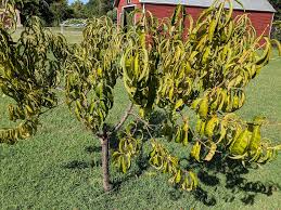 The tree is vigorous and productive with good resistance to bacterial leaf spot. Loring Peach Yellows Every Year General Fruit Growing Growing Fruit