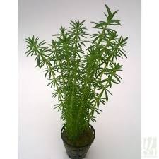 Image result for Limnophila indica