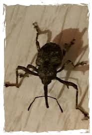 Image result for Elaeodendron schlechterianum