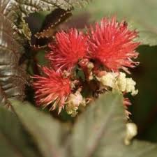 Image result for Ricin