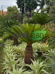 Tanaman hias bunga merambat flame vine/stefeanood orange Jual Tanaman Hias Murah Tukang Taman Bsd Tukang Taman Bsd