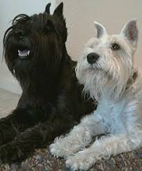 Find the perfect photos of miniature schnauzers stock photos and editorial news pictures from getty images. Miniature Schnauzer Wikipedia