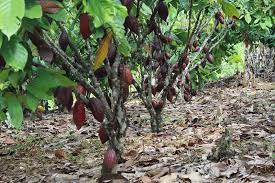 The photos in this gallery show a cacao tree plantation in malaysia's state of perak. Malaysian Chocolate Cacao Culture Dame Cacao