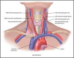 Just like other arteries in the body, neck arteries are also susceptible to blockages. Neck Veins Google Search Human Anatomy And Physiology Body Anatomy Human Body Anatomy