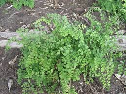 Image result for Adiantum poiretii