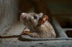 Common attic bugs, insects, & pests. Knowledge Of Rodent Control How To Do Household Rodent Control Haierc To Be Best Supplier Of Pest Control Items