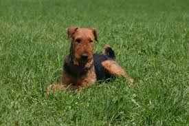 The welsh terrier is a vigilant, active, cheerful dog that is affectionate and intelligent. Welsh Terrier Rassbeschreibung Zooplus Hundemagazin