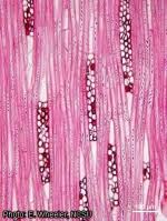 Image result for Antrocaryon nannanii