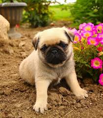 Maybe you would like to learn more about one of these? Oliver Pug Puppy For Sale In Belle Center Oh Lancaster Puppies Pug Puppies For Sale Pugs For Adoption Puppies For Sale