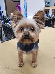 Image result for yorkshire haircut