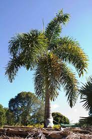 It usually grows more than a foot a year and can reach its full height in 20 years or less. Tips For Growing Magnificent Foxtail Palms Wodyetia Bifurcata Palms Online Australia
