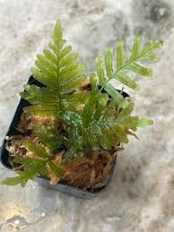 Image result for Trichomanes