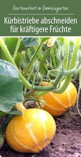 Kurbistriebe Abschneiden Fur Kraftigere Fruchte Kurbis Pflanzen Garten Pflanzen Gartenarbeit Fur Anfanger