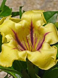Image result for Solandra maxima