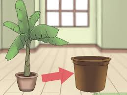 They look bold and trendy, and apart from receiving bright indirect light and part sunlight, they don't have other requirements. How To Grow Banana Trees In Containers 14 Steps With Pictures
