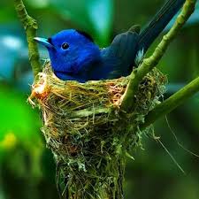 Bird With Colorful Feathers Reflections Yourstrulyfranca Good4thesoul Nesting Beautiful Birds Blue Bird Birds
