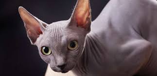 The breed is medium sized but nicely muscled. Die Sphynx Katze Wesen Haltung Kosten Erziehung Tiermedizin Dr Gumpert