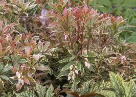 Image result for Pieris japonský little heath obrázek