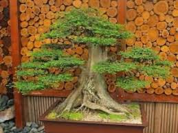 Bonsai By Vilma Bonsai Dan Kebun