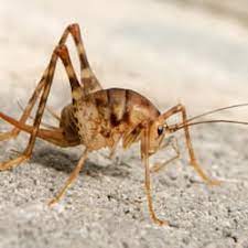 Ged rid of camel crickets with moisture control, exclusion and baiting. Are Camel Crickets A Threat