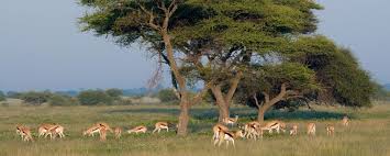 This 7 Day Mobile Camping Adventure Takes You To Nxai Pan National Park And The Okavango Delta In The Heart Of Botswana Between J Scenic Camping National Parks