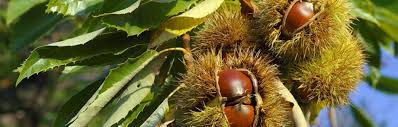 Check spelling or type a new query. Bien Choisir Son Arbre Fruitier Gamm Vert