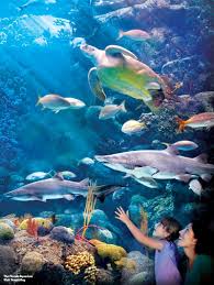 Touroperatorland Tampa Aquarium Florida Travel Florida Vacation
