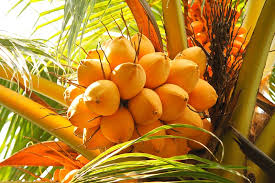 Its meat is sweetened, cut into strands, and sold in glass jars as coconut strings, sometimes labeled as. 10 Different Types Of Coconuts Pictures And Facts Trees Com