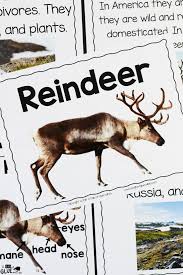 Reindeer Facts An Animal Study A Dab Of Glue Will Do Reindeer Facts Animal Study Reindeer