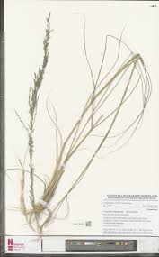 Image result for Eragrostis prolifera