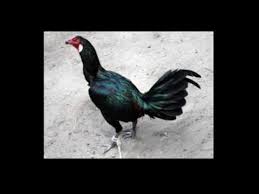 Ayam Peruvian Berasal Dari Negara Youtube