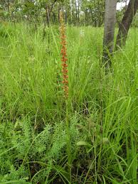 Image result for Satyrium coriophoroides