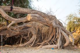 Image result for Salvadora persica