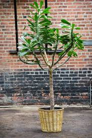 Image result for Euphorbia jubata